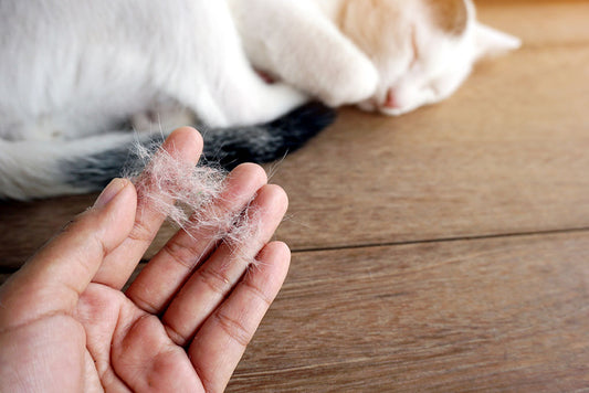 How to deal with hair loss problems in pets?