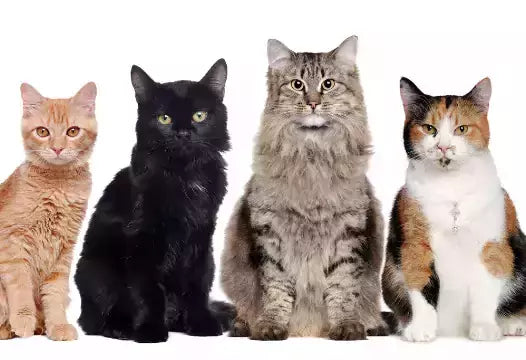 What are the differences between purebred cats and mixed cats?