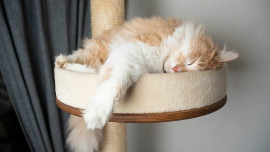 How many hours do dogs sleep and how many hours do cats sleep?