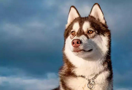 The Ultimate Guide to Siberian Huskies