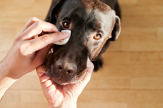 Tear stains in dogs - everything you need to know