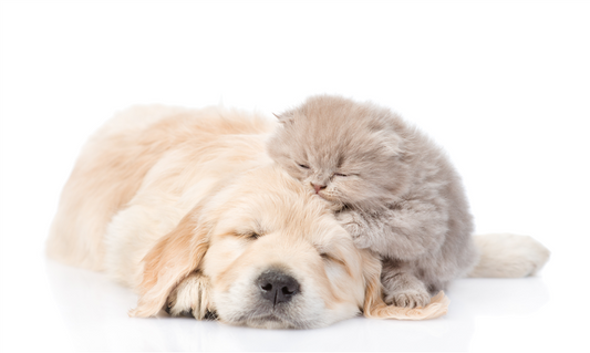 What are the differences between raising a dog and raising a cat?