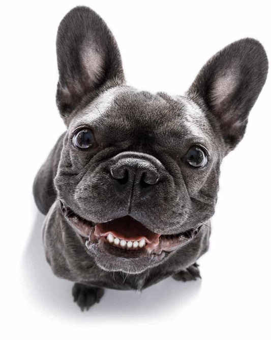 French Bulldog The Complete Guide