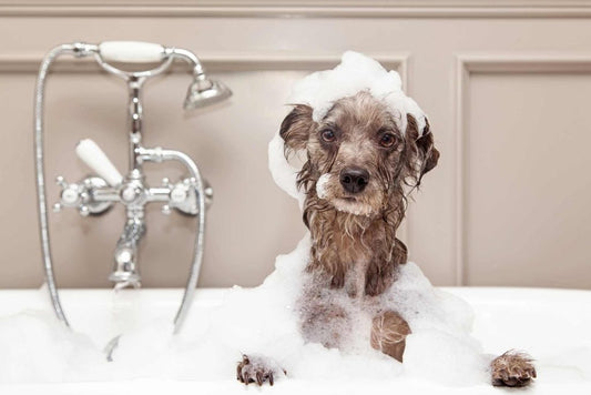 How to bathe the dog.