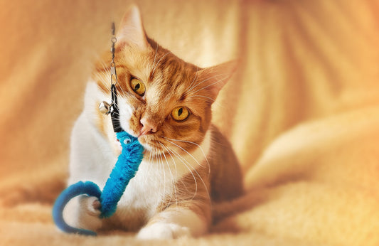 Tips for choosing toys for cats