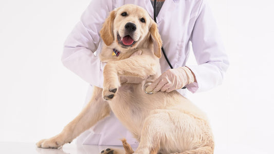 How to choose the right vet for my pet?