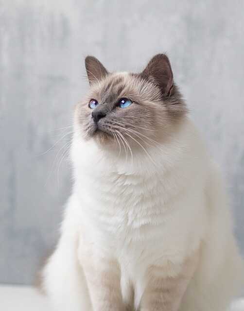 Birman cat a symbol of elegance and special grace