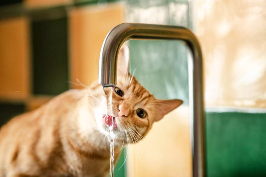 Prevention of dehydration in cats