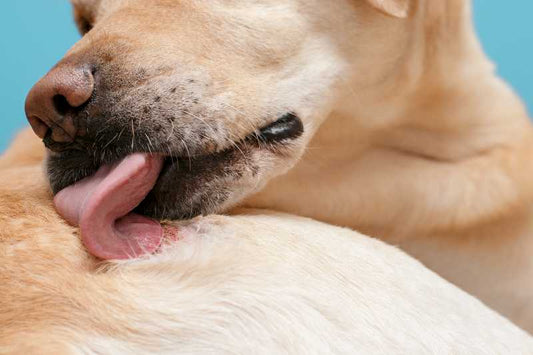 Why do dogs like to lick human wounds and bruises?