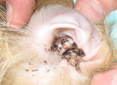 How to tell if your dog has ear mites