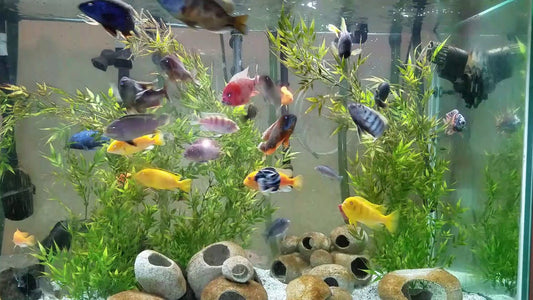 Combining different types of fish in the aquarium