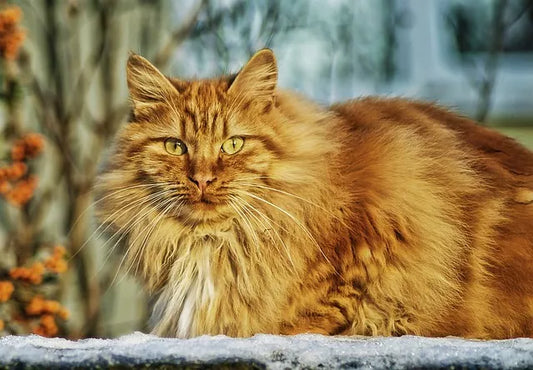 The story of the Norwegian forest cat