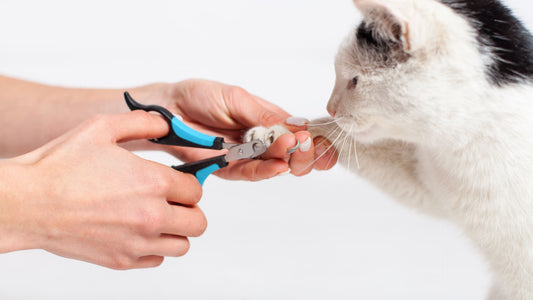 Clipping cat nails