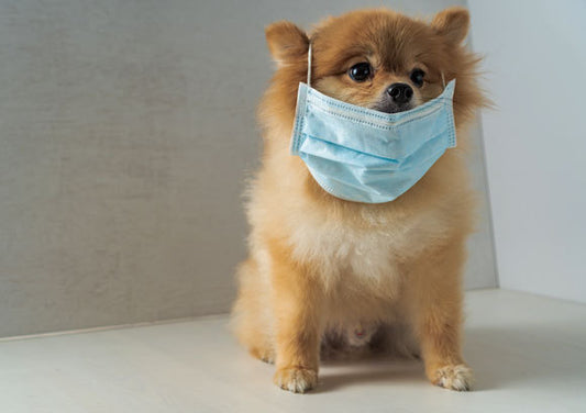 Can dogs and cats infect humans with diseases?