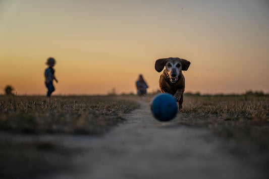 Why buy dog toys: The importance of playtime