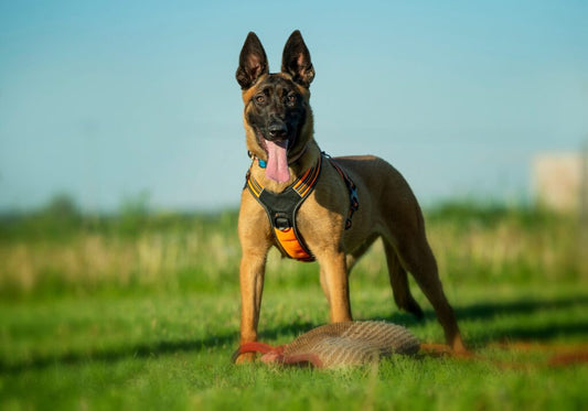 Belgian shepherd - the complete guide