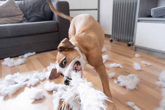 How to prevent a dog from destroying the house: effective strategies and techniques