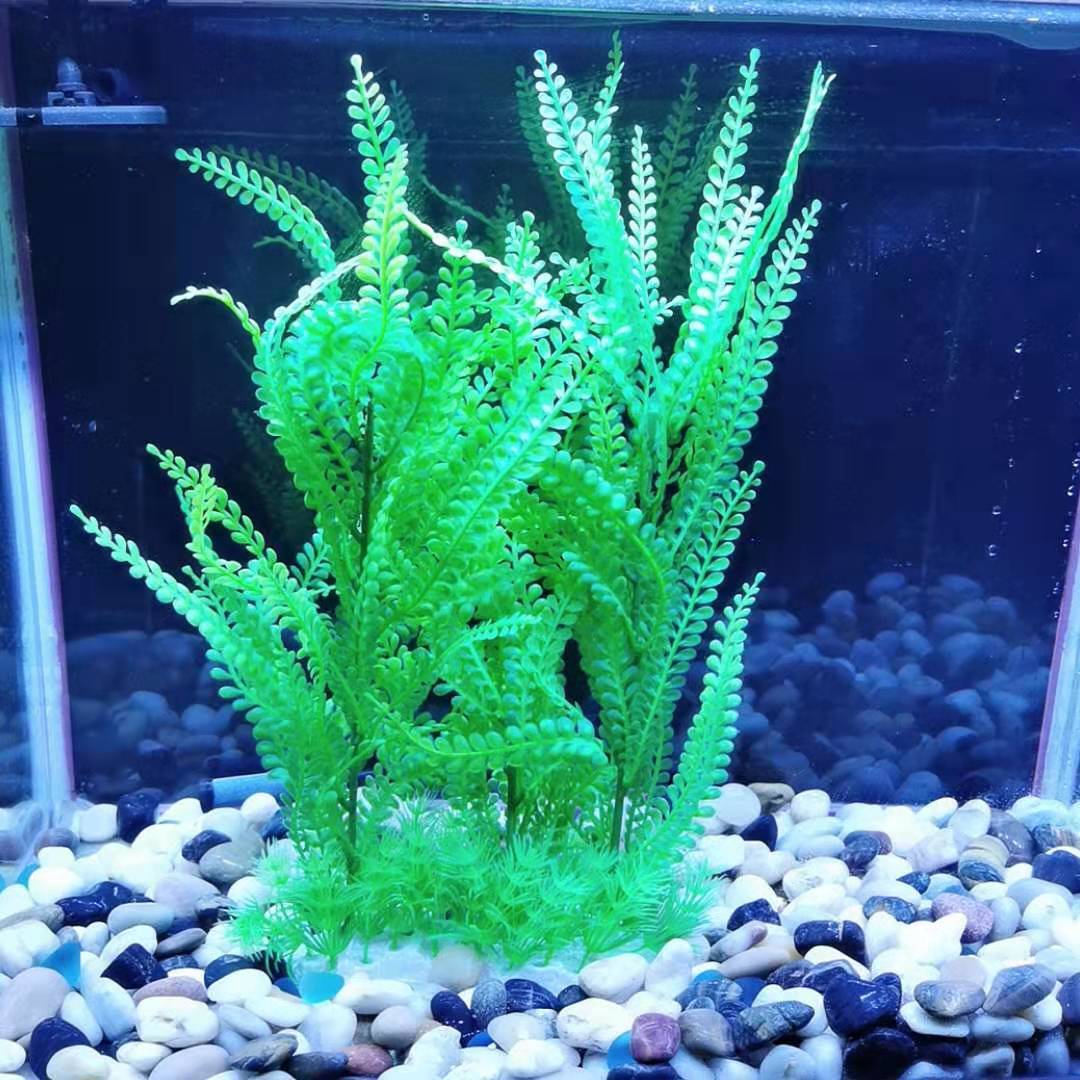 Plants for the aquarium