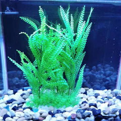 Plants for the aquarium