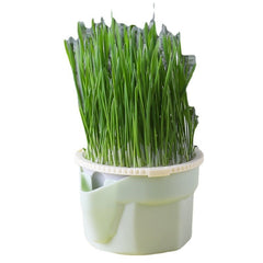 Cat grass cup