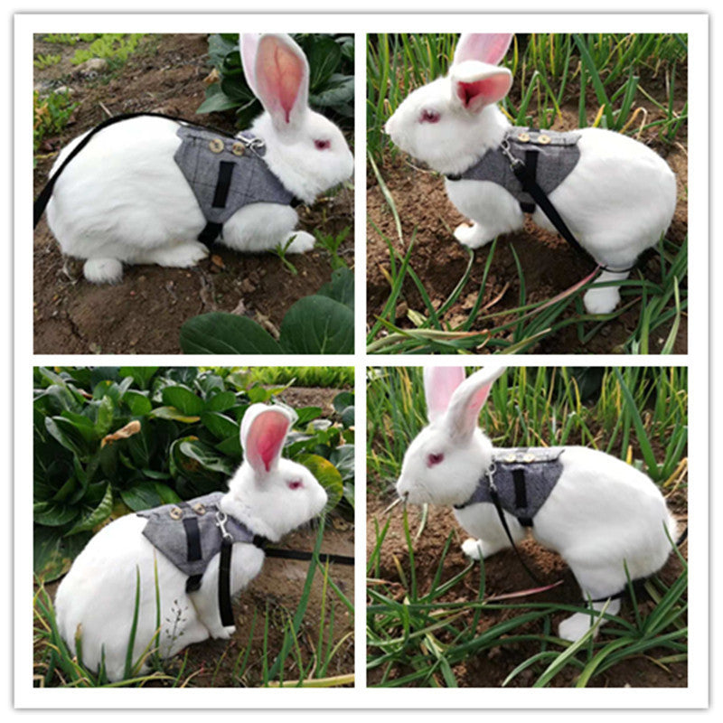 Rabbit leash