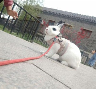 bunny vest