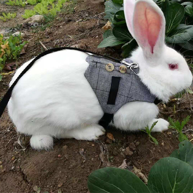 Rabbit leash