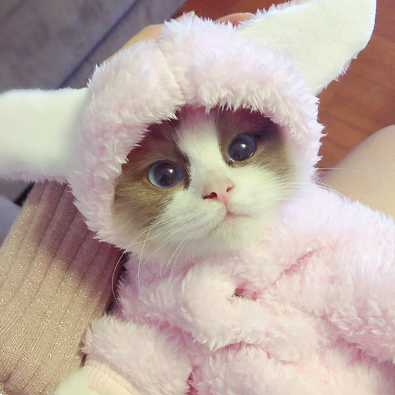 Cat clothes