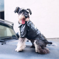 Leather-like coat for a dog