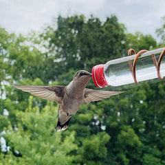 Drinker Suction Cup for Birds