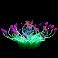 Luminous plants for the aquarium