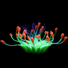 Luminous plants for the aquarium