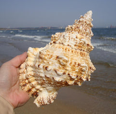 A giant clam for an aquarium