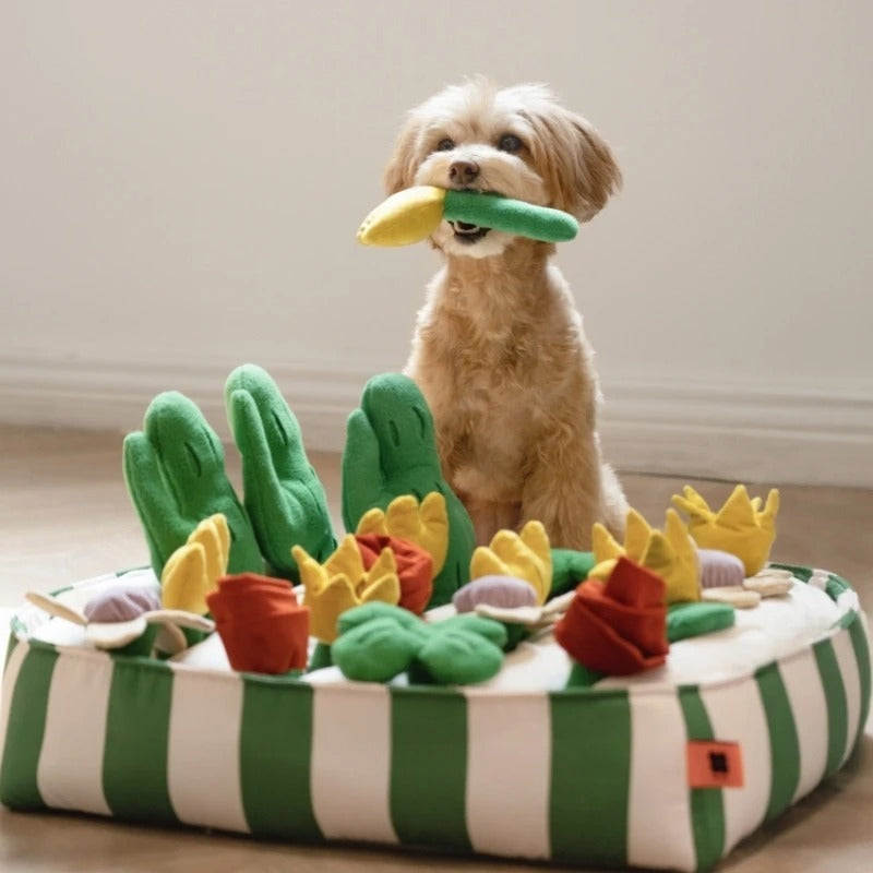 A set of games and toys for pets