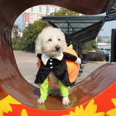 Halloween Pumpkin Dog Clothes