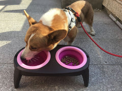 Folding pet bowl