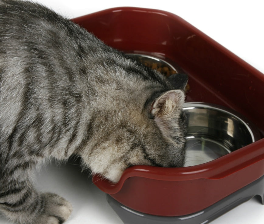 Dog bowl cat bowl