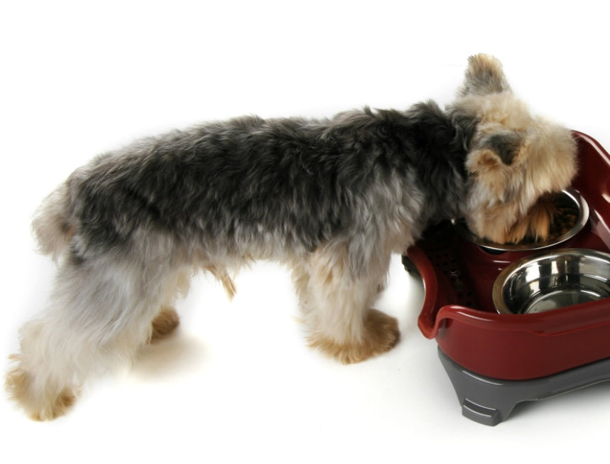 Dog bowl cat bowl