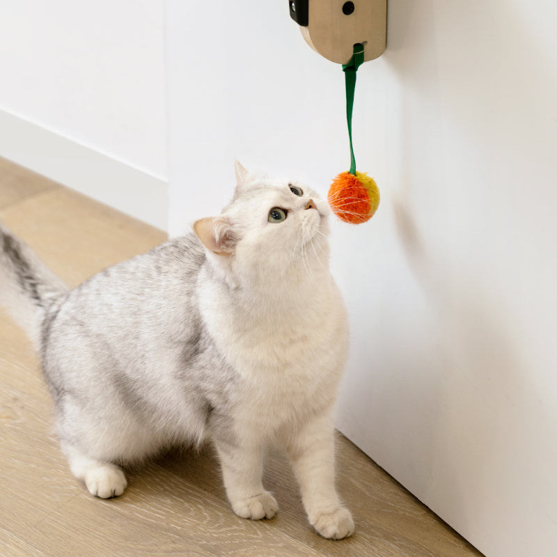 Board Pet Climbing Frame