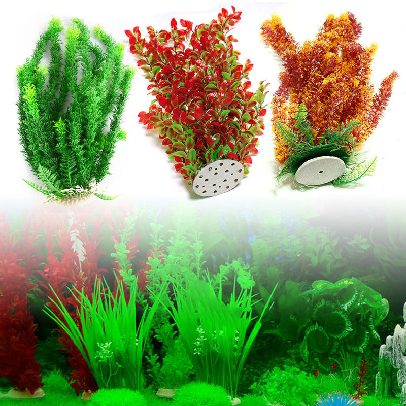 plant Aquarium fish