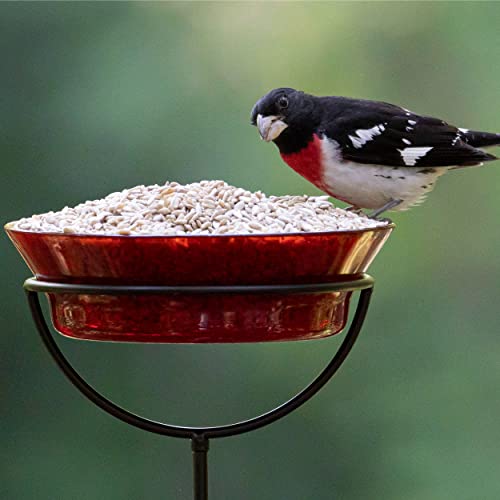 Audubon Park 12224 Sunflower Hearts & Chips Wild Bird Food, 5-Pounds, 5 Pound (Pack of 1)