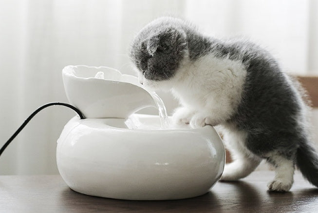 Cat water feeder