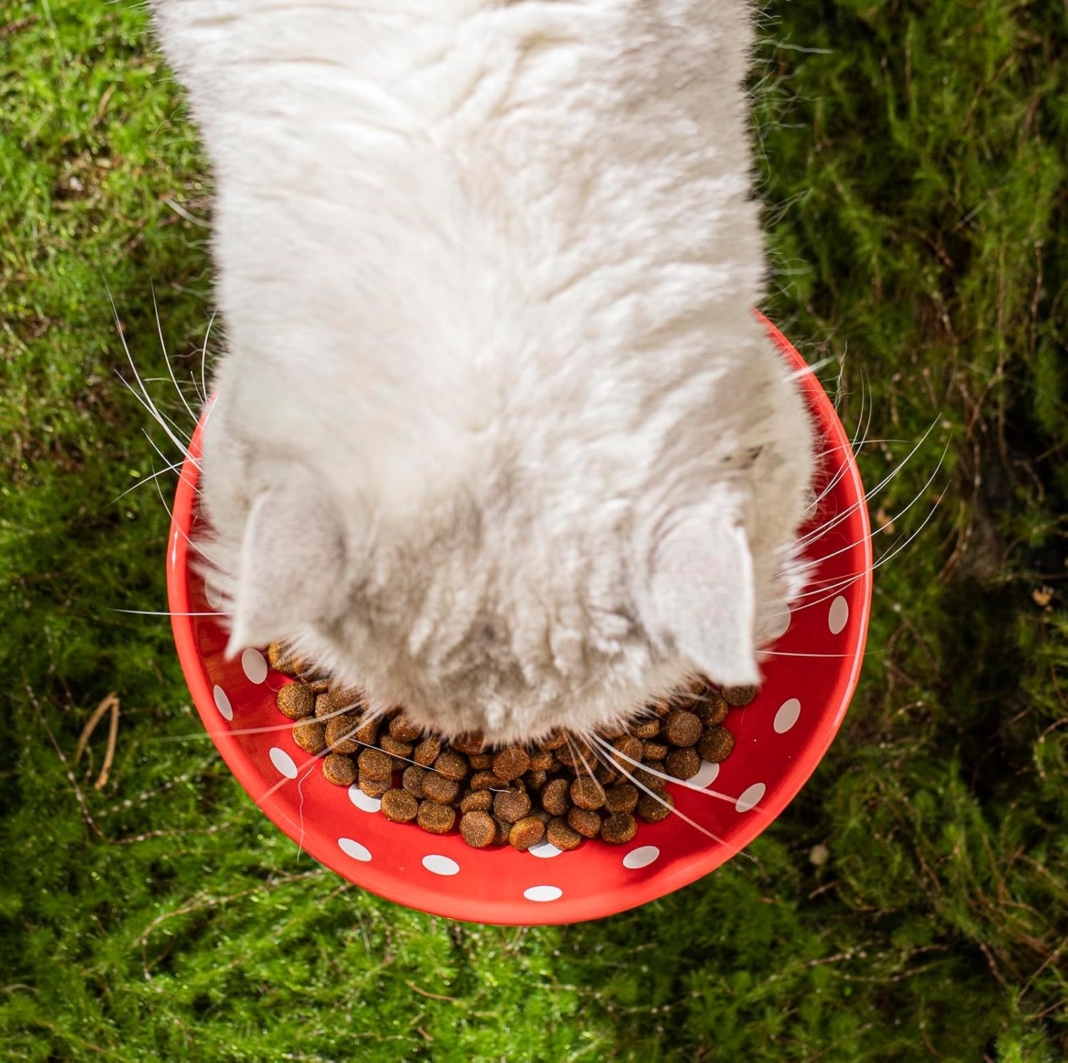 Mushroom Raised Cat Bowl