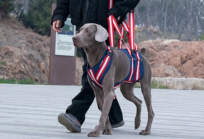 Pet Leash Harness