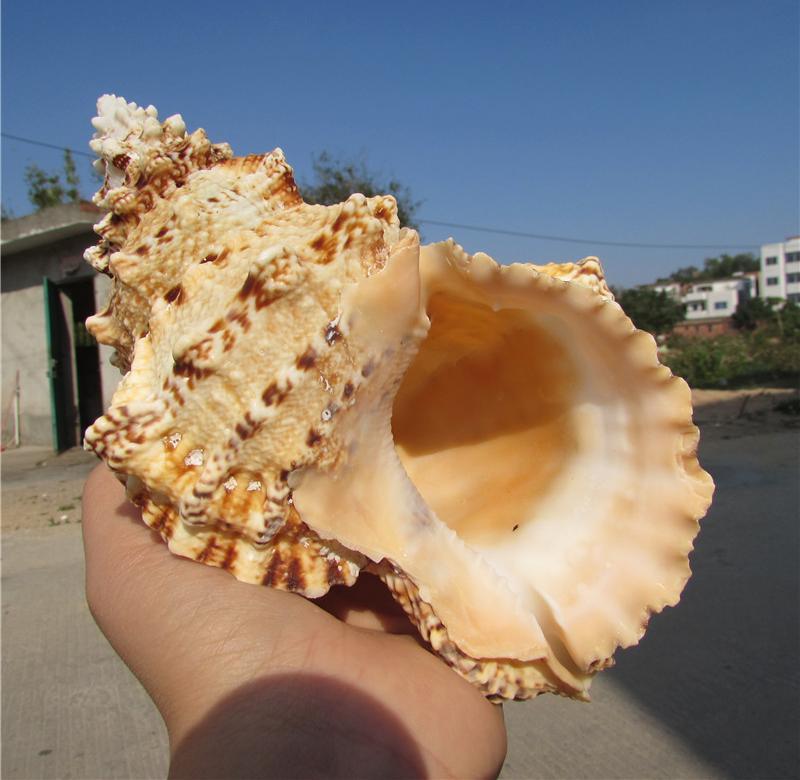 A giant clam for an aquarium