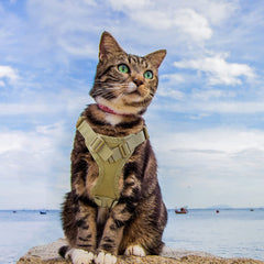 Chest strap for cats