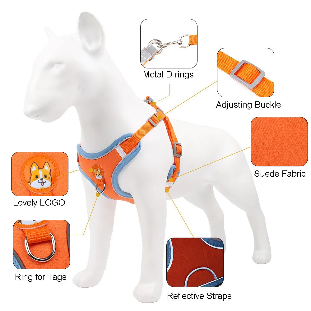 Dog Leash And Harness