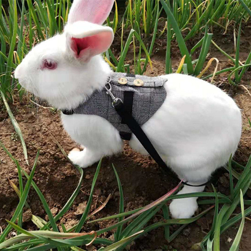 Rabbit leash