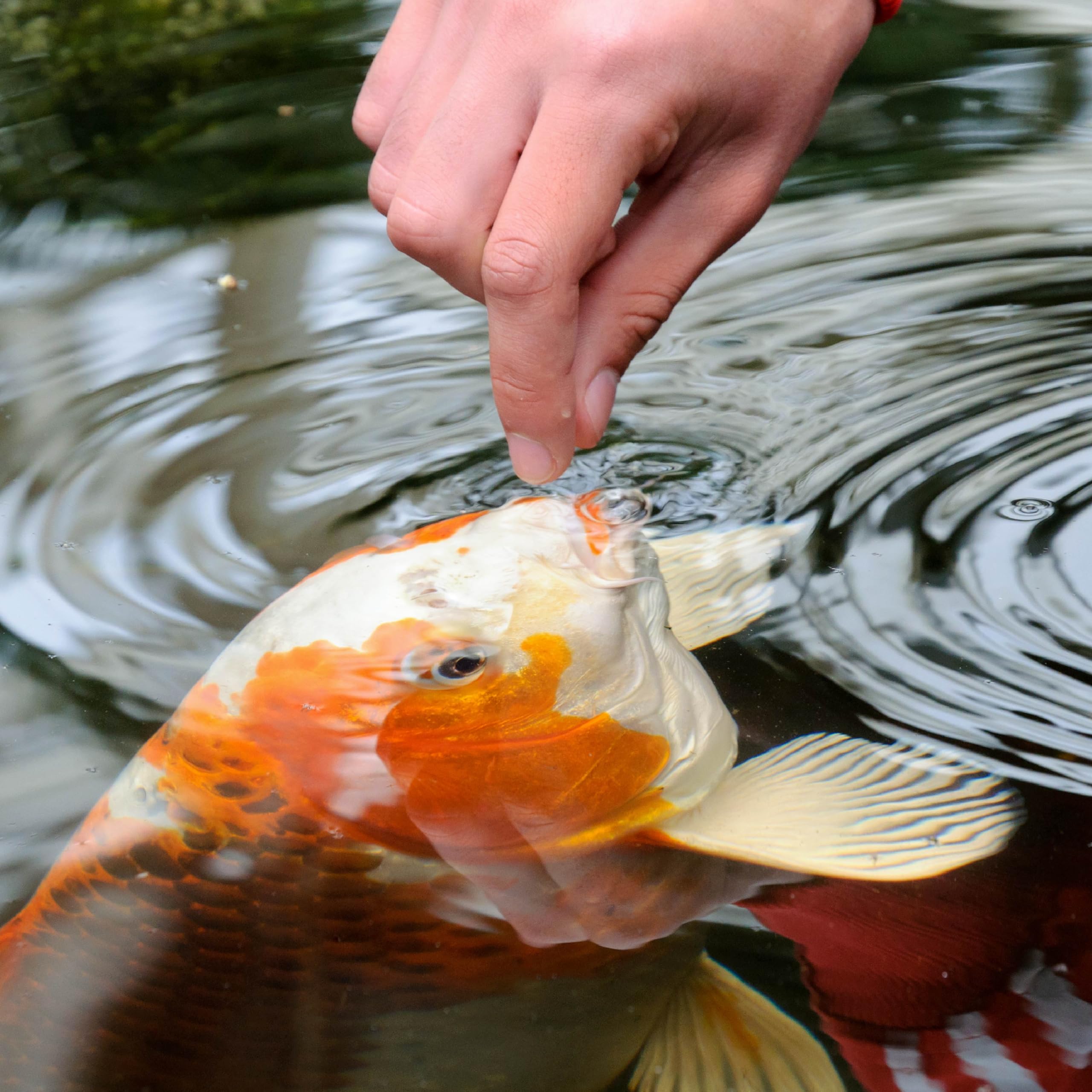 TetraPond Variety Blend, Pond Fish Food, for Goldfish and Koi Yellow 2.25 Pound (Pack of 1)