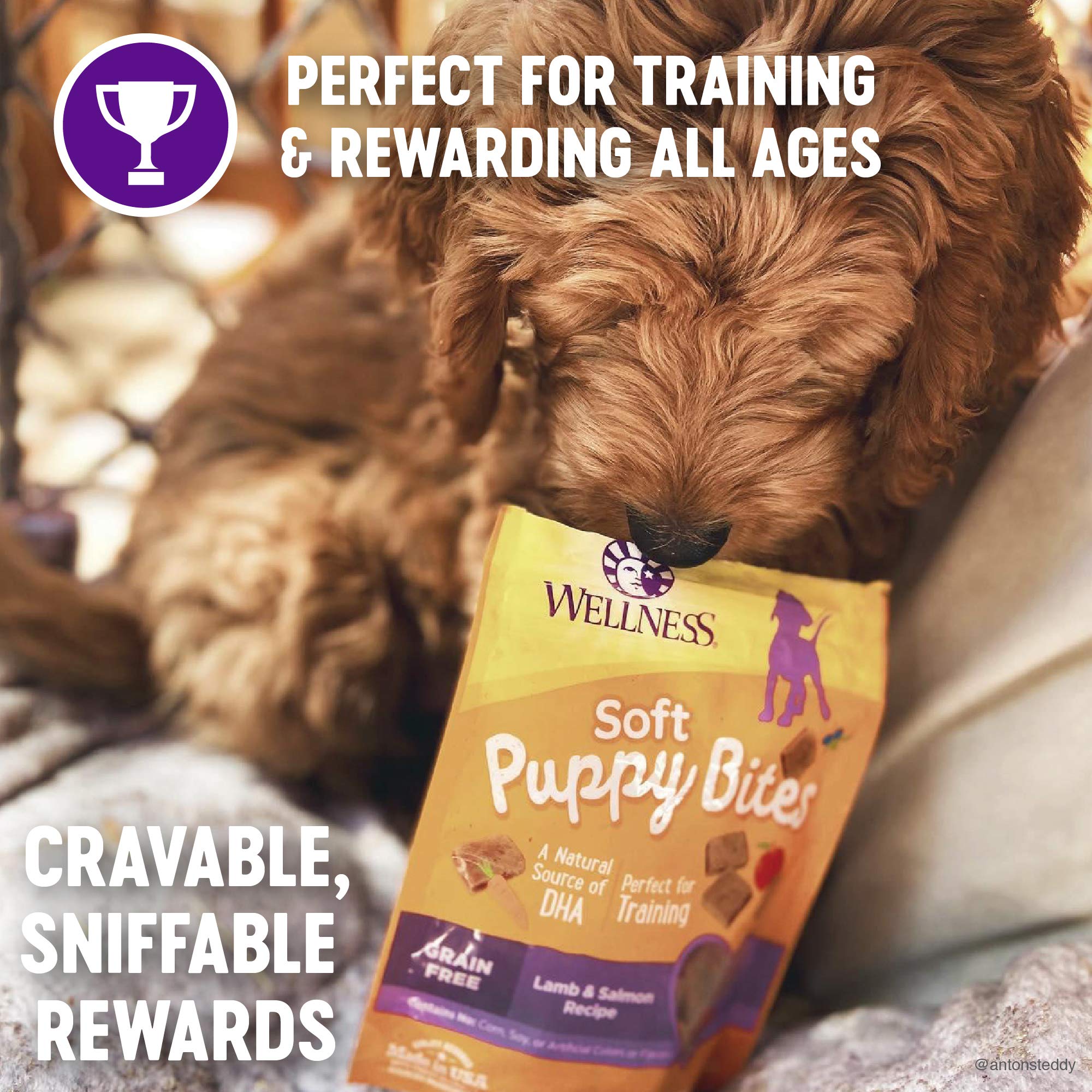 Wellness Soft Puppy Bites Healthy Grain-Free Treats for Training, Dog Treats with Real Meat and DHA, No Artificial Flavors (Lamb & Salmon, 3-Ounce Bag)